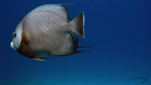 angelfish MUSA