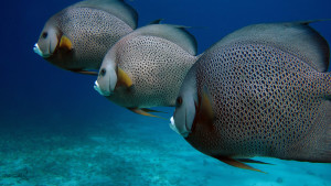 angelfish isla mujeres