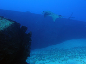 spotted eagle ray c 55