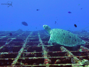 green sea turtle