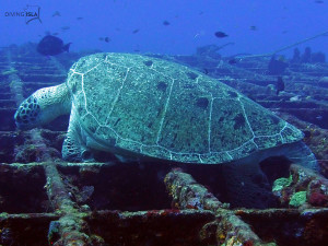 wreck c55 green sea turtle