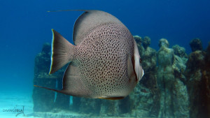 angelfish silent evolution