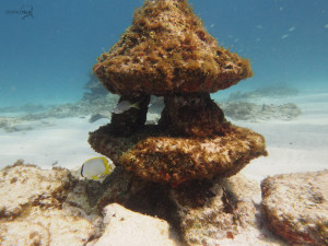 diving bio mapa cancun