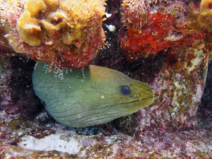 diving with moray eel isla mujeres