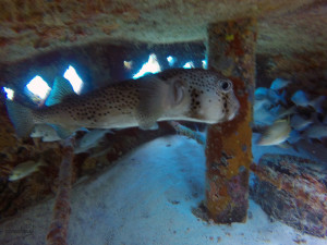 diving museum cancun isla mujeres