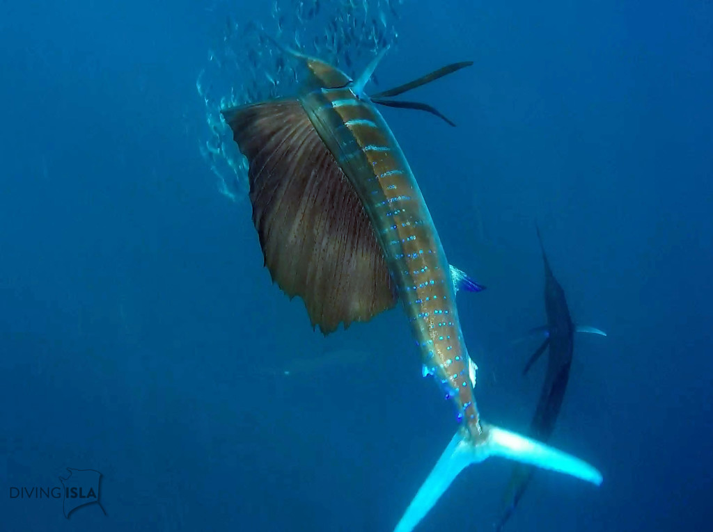 snorkeling with the sailfish in isla mujeres