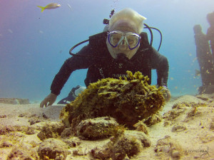 diving with a scorpion fish musa