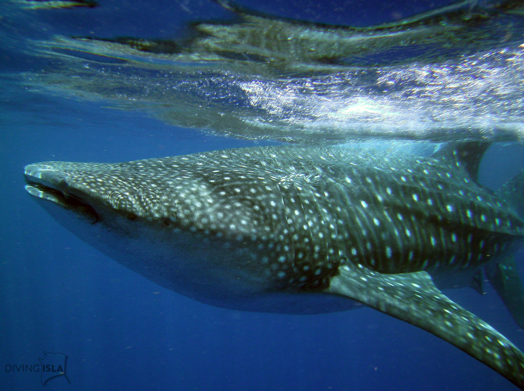 snorkeling with whale sharks isla mujeres