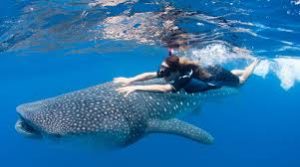 whale shark quintana roo 