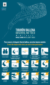 whale shark rules isla mujeres